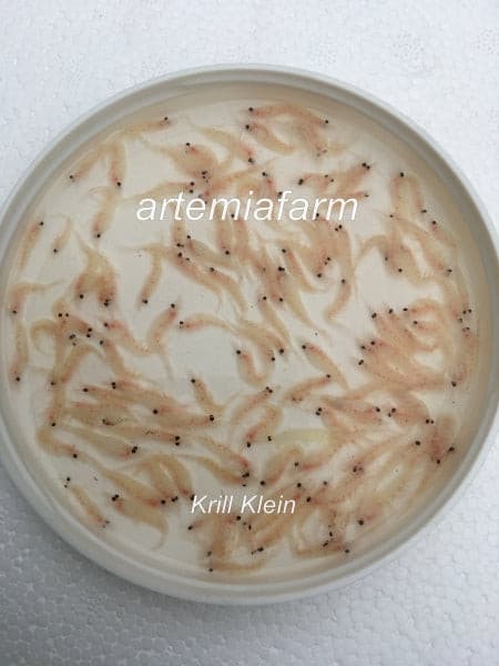 Frostfutter von Artemiafarm Rein Krill Pacifica fein