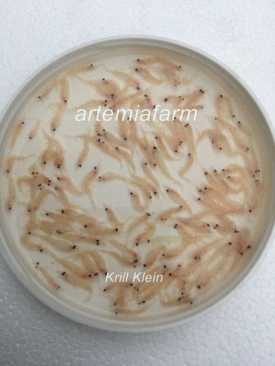 Frostfutter von Artemiafarm Rein Krill Pacifica fein