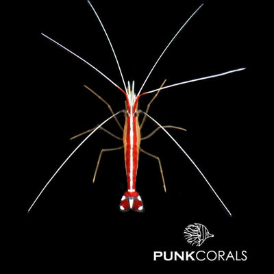 Lysmata amboinensis - Weißbandputzergarnele