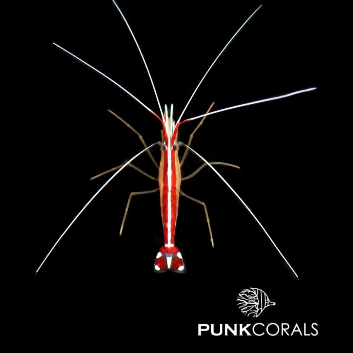 Lysmata amboinensis - Weißbandputzergarnele