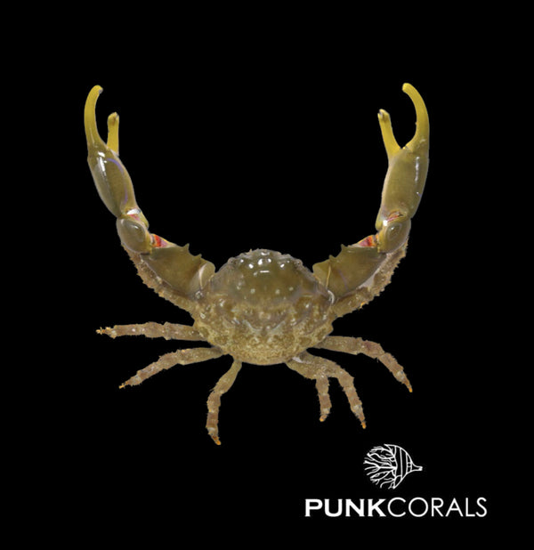 Mithraculus (Mithrax) sculptus Grüne Dreieckskrabbe