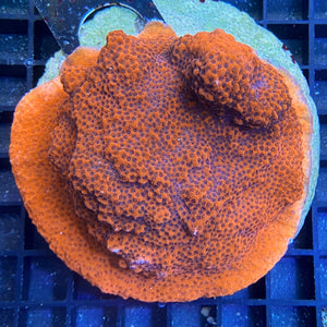 Montipora ultra red (Bali).