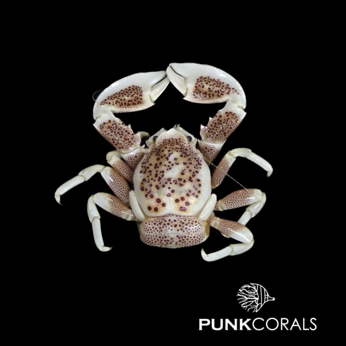 Neopetrolisthes oshimai/maculatus- Fleckentupfen-Porzellankrebs