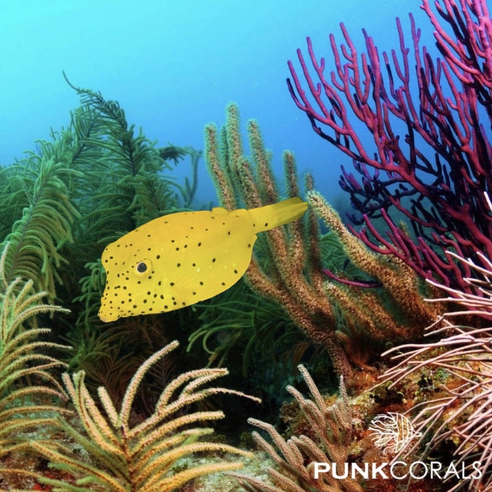 Ostracion cubicus Gewöhnlicher Kofferfisch