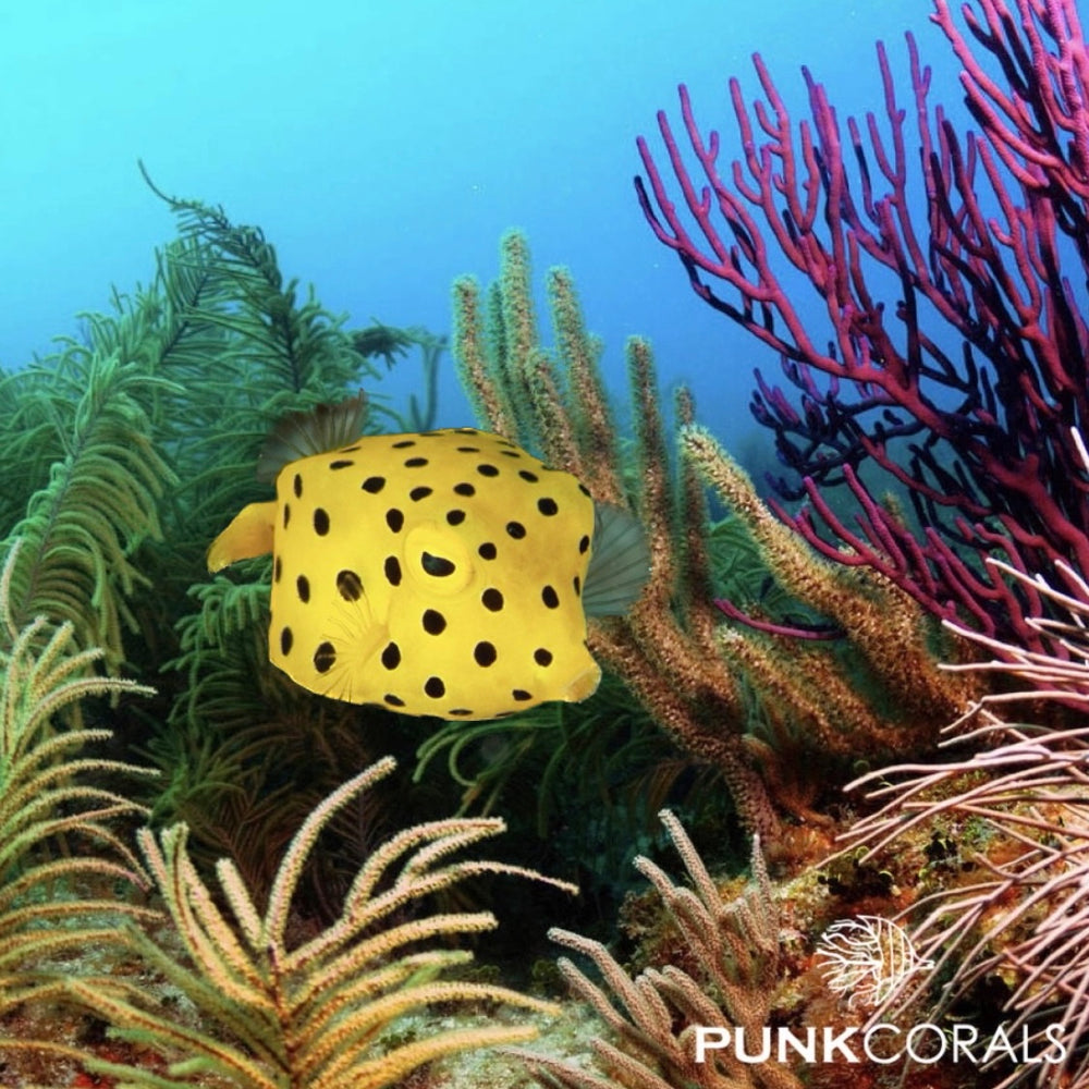 Ostracion cubicus Gewöhnlicher Kofferfisch