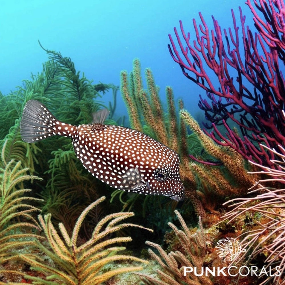 Ostracion meleagris Weißtüpfel-Kofferfisch