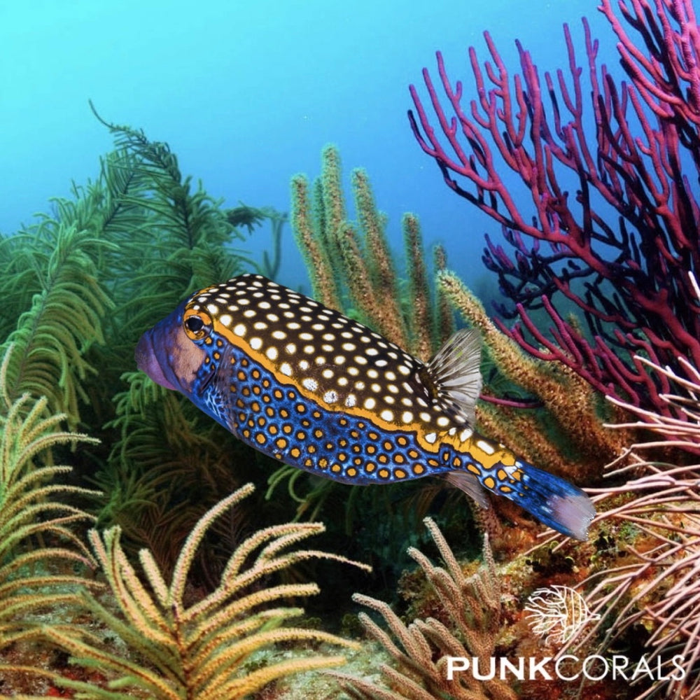 Ostracion meleagris Weißtüpfel-Kofferfisch