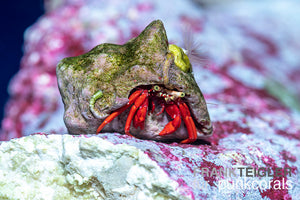 Paguristes cadenati - roter Einsiedlerkrebs.