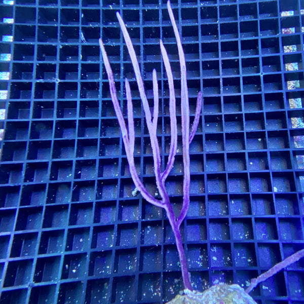 Pterogorgia guadalupensis Messergorgonie