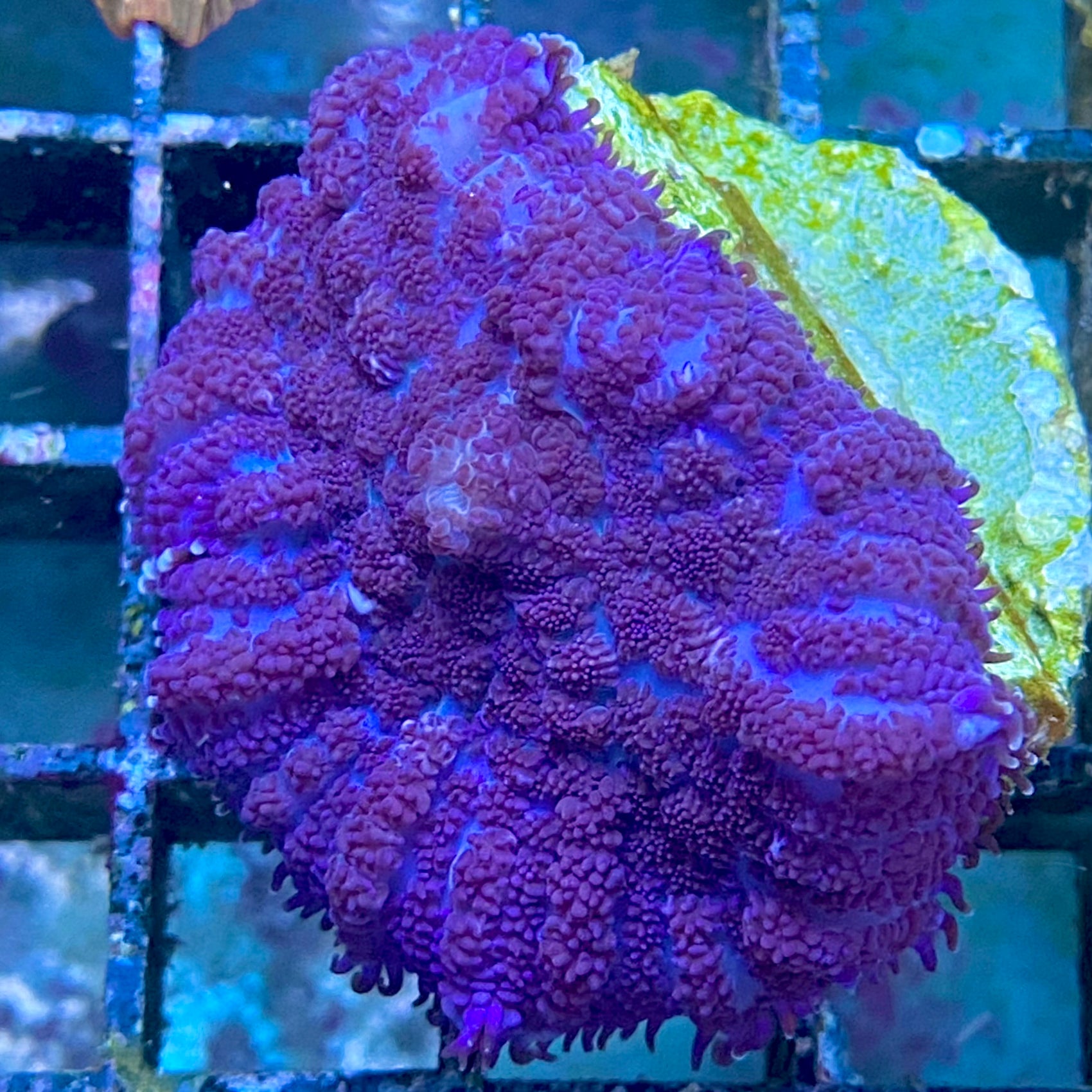 Rhodactis