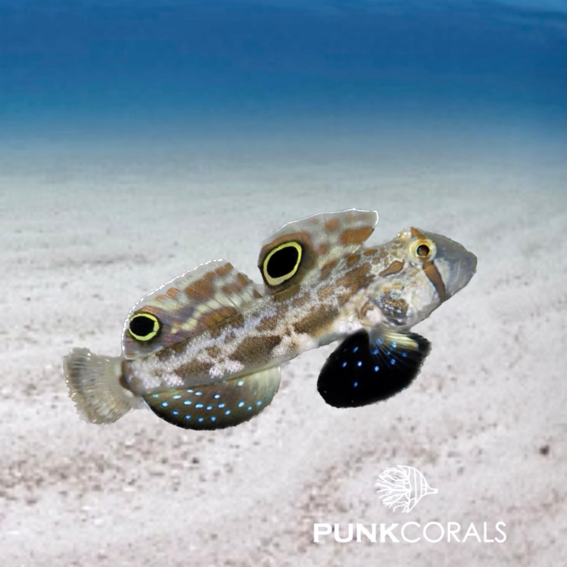 Signigobius biocellatus Krabbenaugen-Grundel