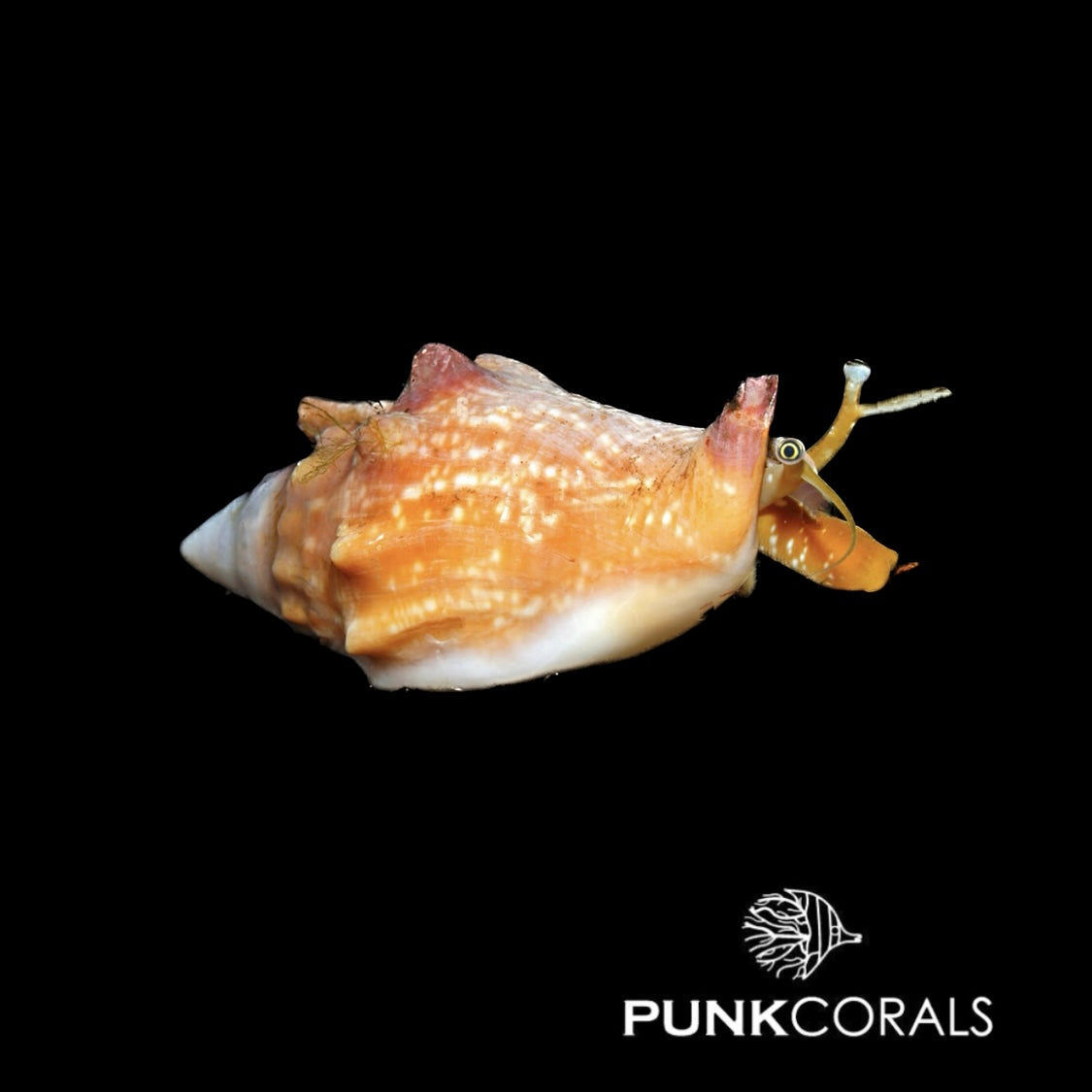 Strombus Euprotomus bulla Blasen-Flügelschnecke , Blasen-Fechterschnecke