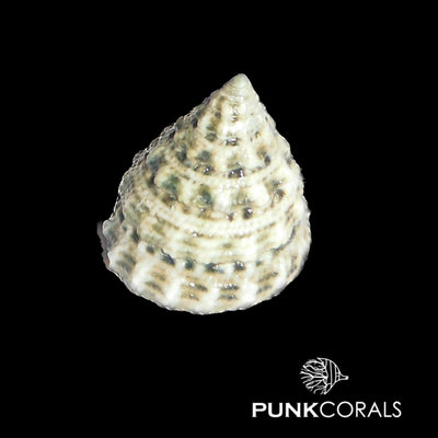 Tectus fenestratus Turboschnecke