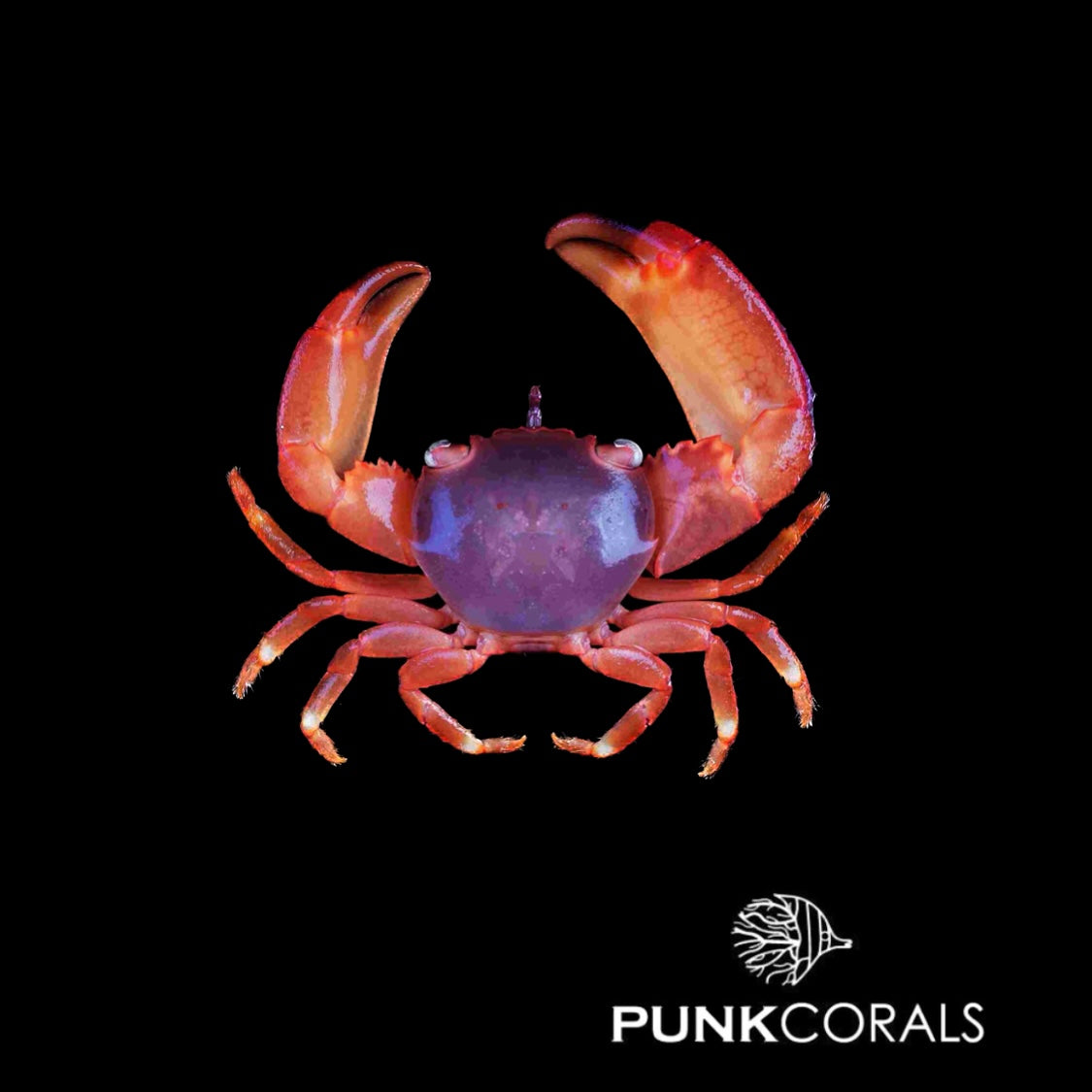 Trapezia cymodoce Rote Korallenkrabbe
