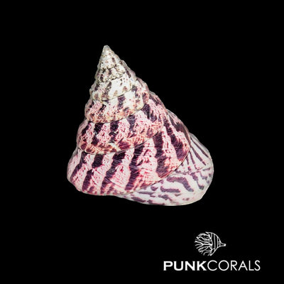 Trochus histrio Turbo Kegelschnecke