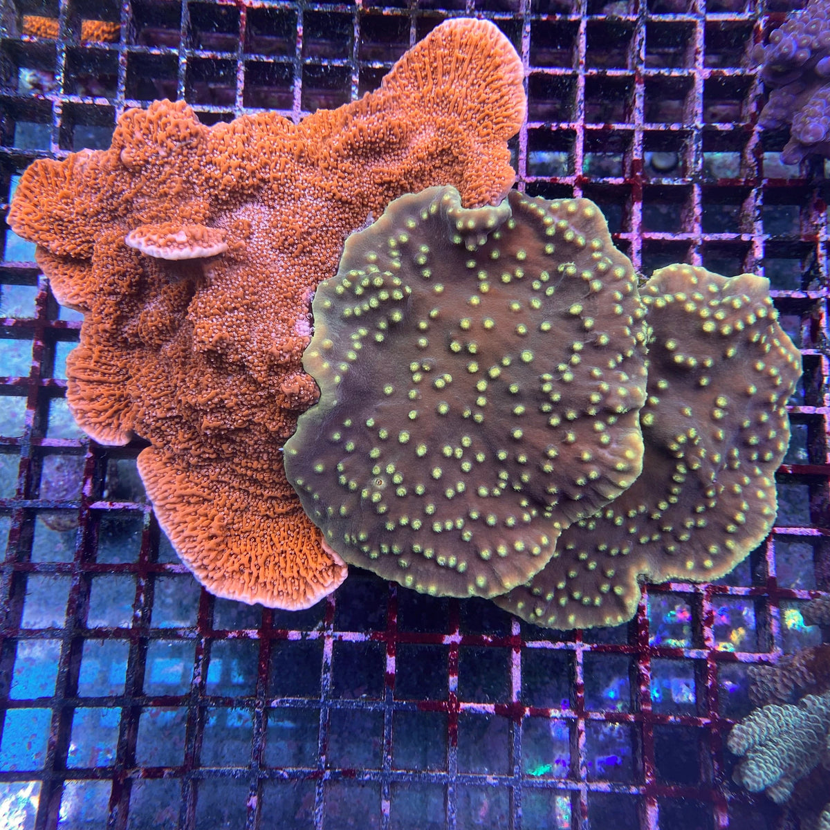 SPS Koralle Turbinaria Montipora