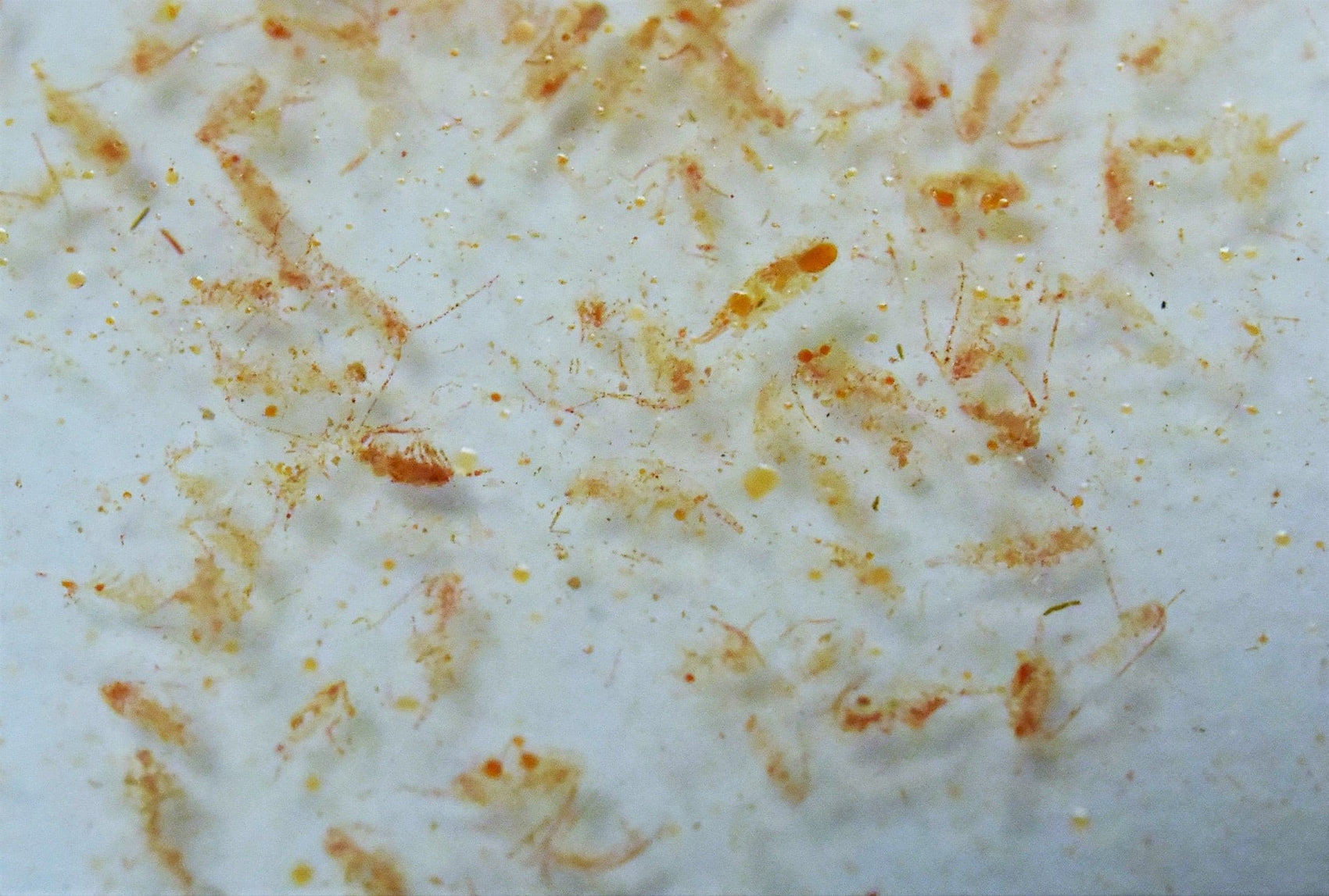 Calanus-Plankton als natürliches Futter für Meerwasserfische