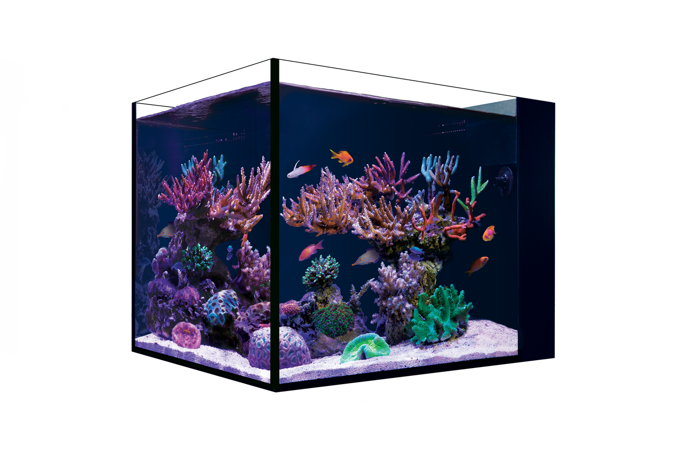 Red Sea Desktop Peninsula Aquarium.